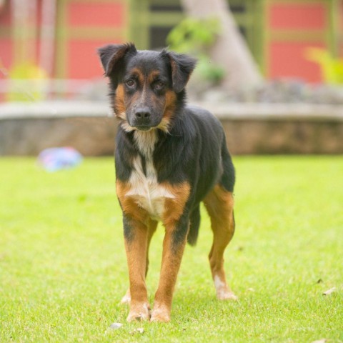 Moose, an adoptable Mixed Breed in Kailua Kona, HI, 96740 | Photo Image 3