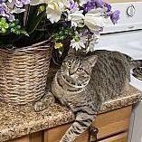 Nutmeg, Adult Female Domestic Short Hair