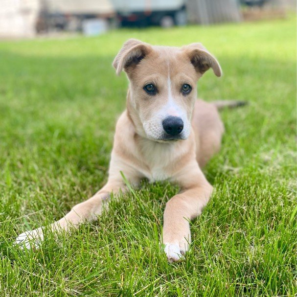 Michaelangelo, an adoptable Pit Bull Terrier in Fargo, ND, 58103 | Photo Image 1