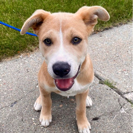 Michaelangelo, an adoptable Pit Bull Terrier in Fargo, ND, 58103 | Photo Image 2