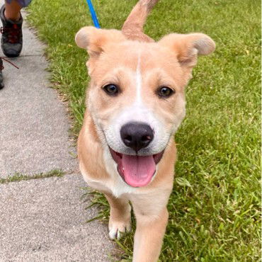 Michaelangelo, an adoptable Pit Bull Terrier in Fargo, ND, 58103 | Photo Image 3