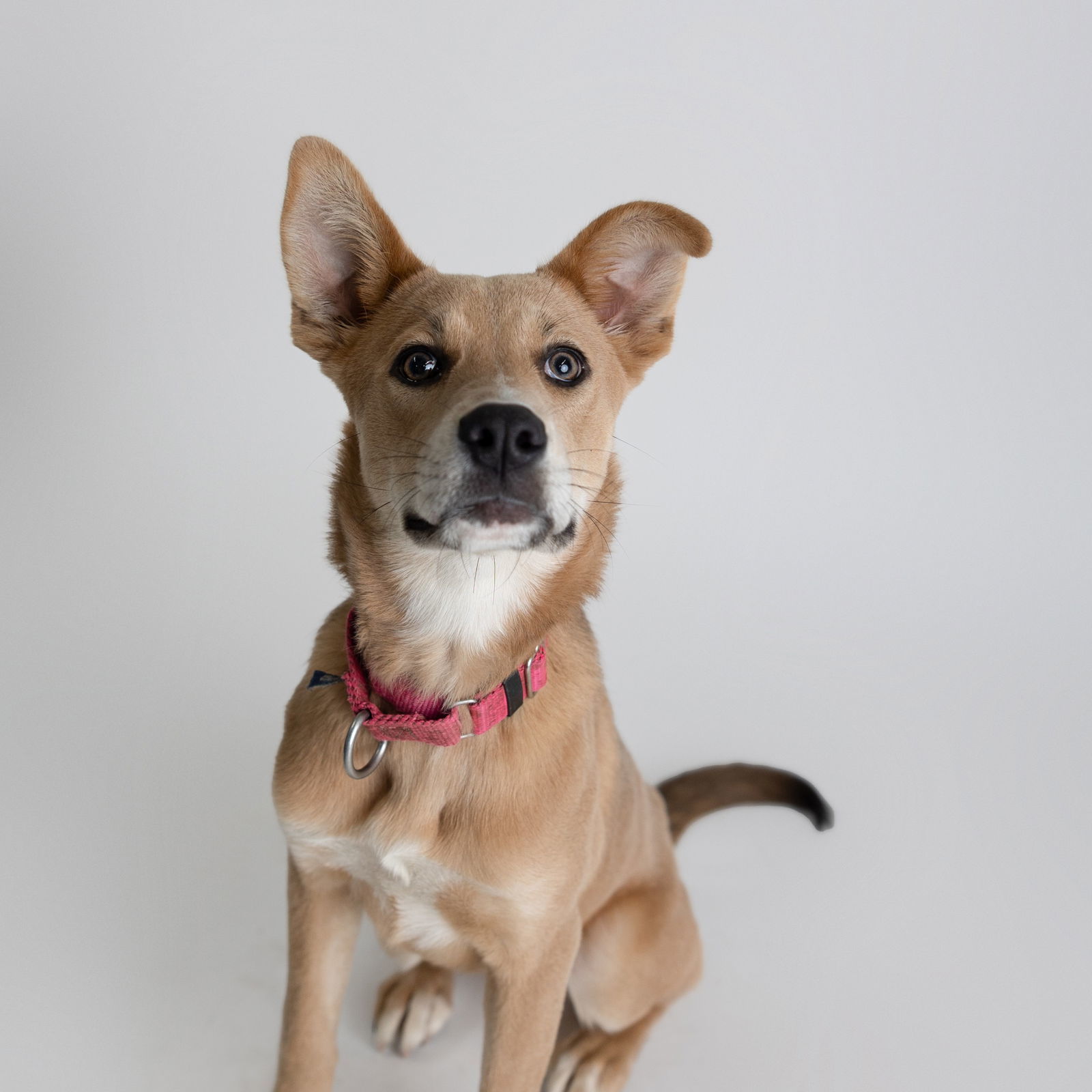 Kahlo, an adoptable Pit Bull Terrier in Fargo, ND, 58103 | Photo Image 1