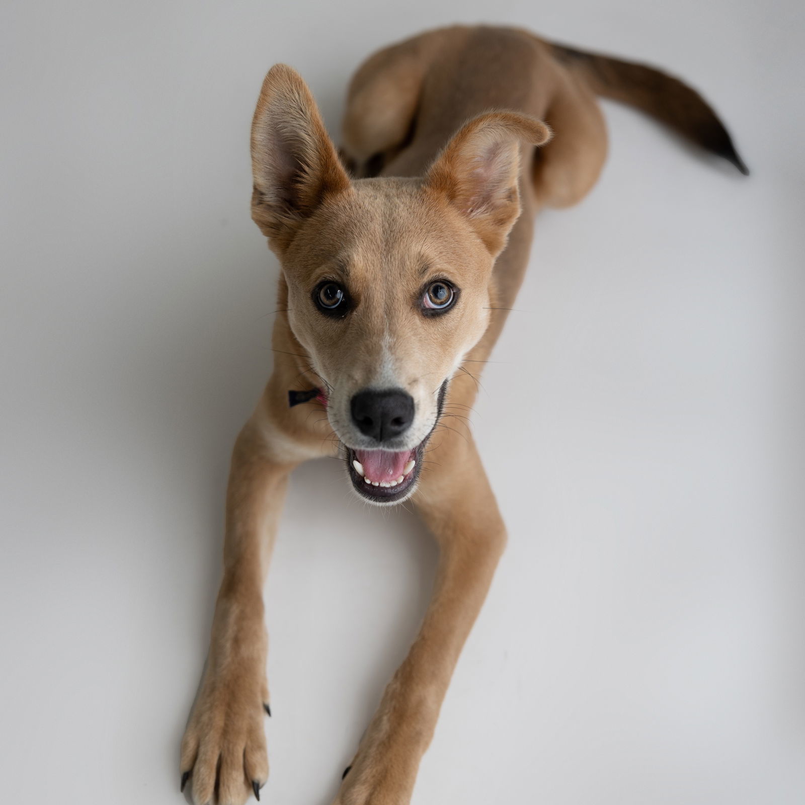 Kahlo, an adoptable Pit Bull Terrier in Fargo, ND, 58103 | Photo Image 3