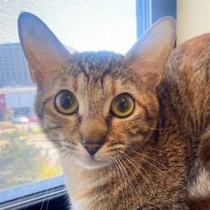 Hello there Im Auntie I am a one year old medium sized spayed Torbie kitty looking for my forev