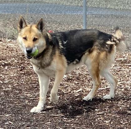 Max, an adoptable German Shepherd Dog, Mixed Breed in Pendleton, OR, 97801 | Photo Image 1