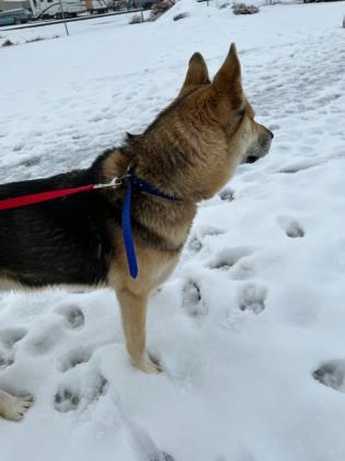 Max, an adoptable German Shepherd Dog, Mixed Breed in Pendleton, OR, 97801 | Photo Image 2