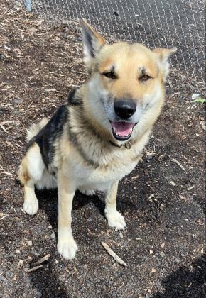 Max, an adoptable German Shepherd Dog, Mixed Breed in Pendleton, OR, 97801 | Photo Image 3