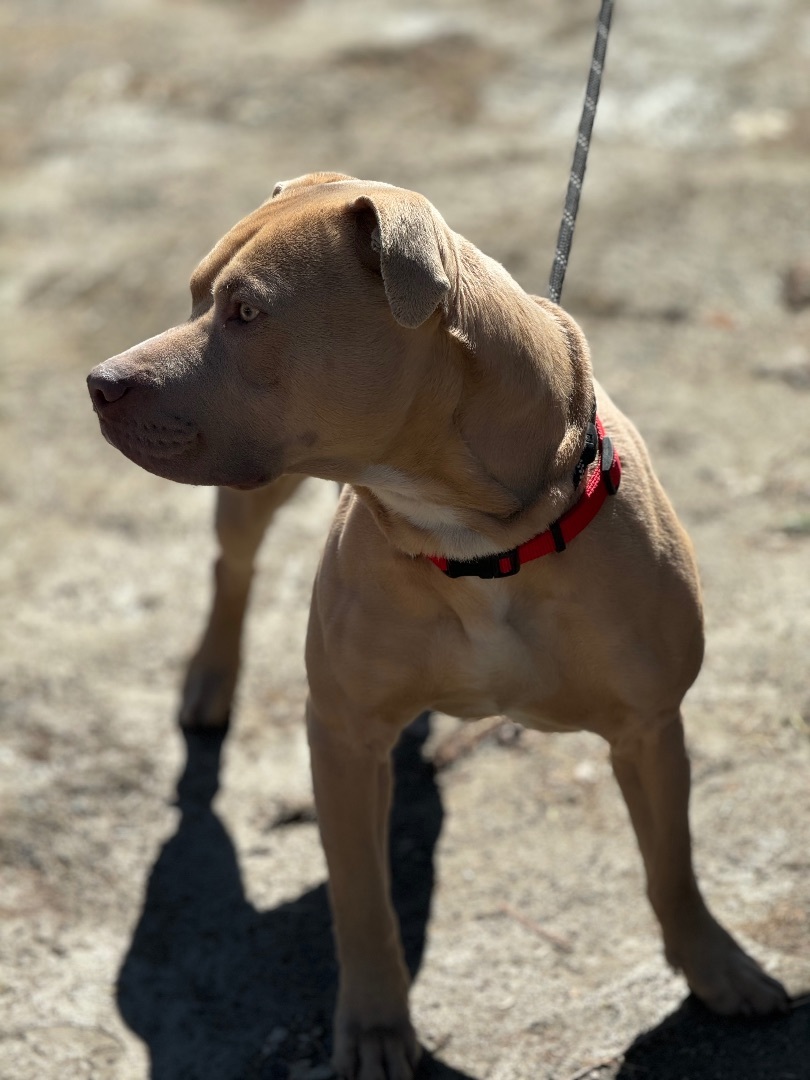 Brown, an adoptable Pit Bull Terrier in Vassalboro, ME, 04989 | Photo Image 1