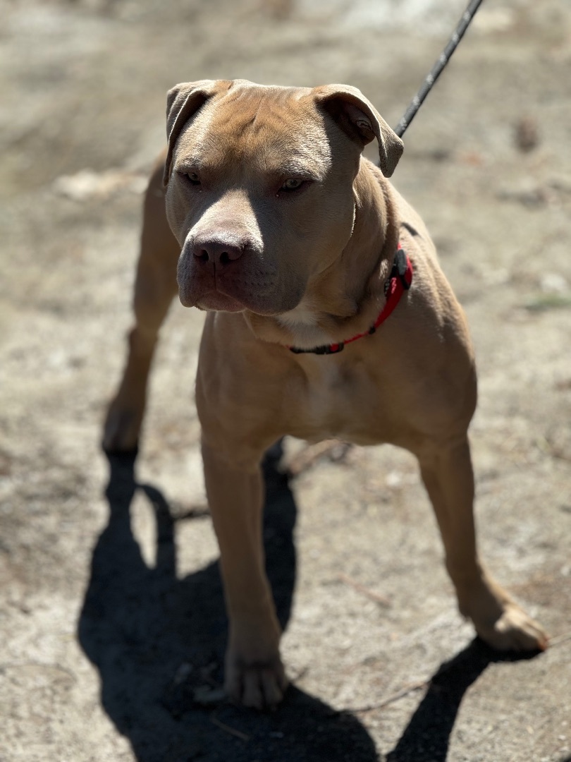 Brown, an adoptable Pit Bull Terrier in Vassalboro, ME, 04989 | Photo Image 2