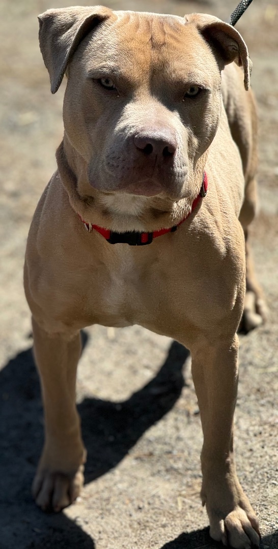 Brown, an adoptable Pit Bull Terrier in Vassalboro, ME, 04989 | Photo Image 3