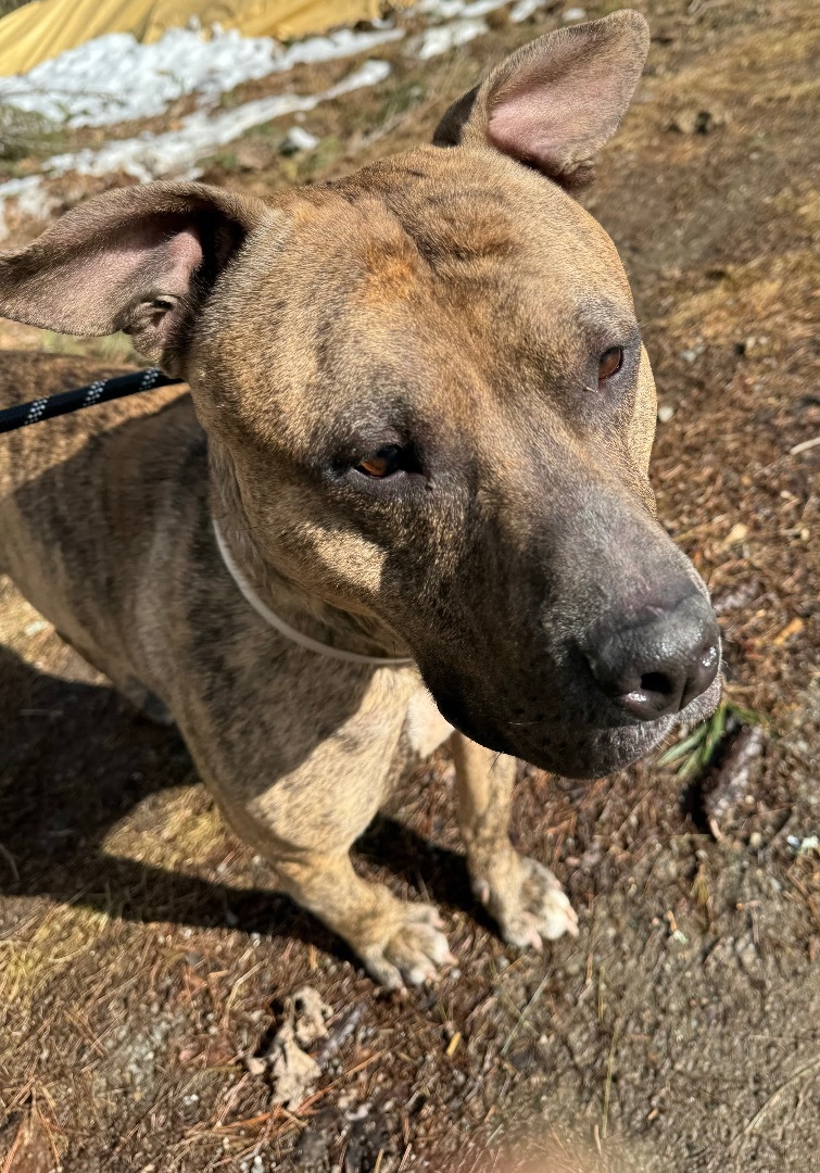 Rusty, an adoptable American Staffordshire Terrier, Bull Terrier in Vassalboro, ME, 04989 | Photo Image 2