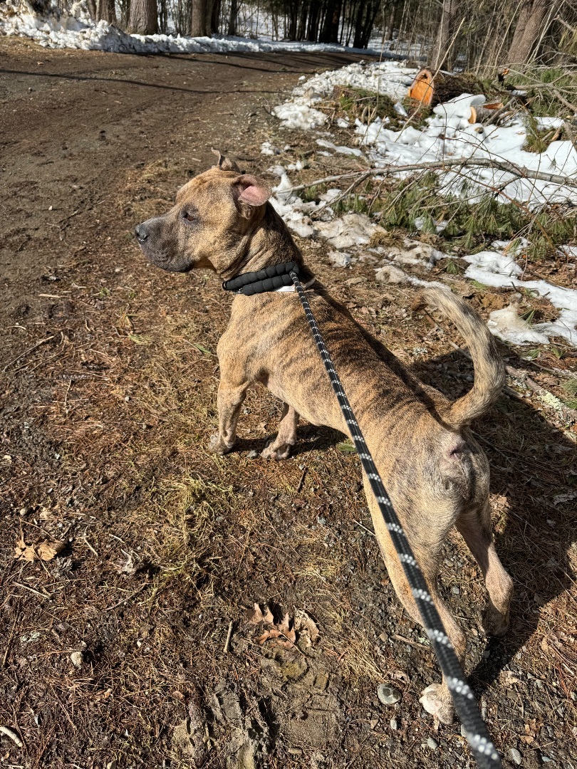 Rusty, an adoptable American Staffordshire Terrier, Bull Terrier in Vassalboro, ME, 04989 | Photo Image 4