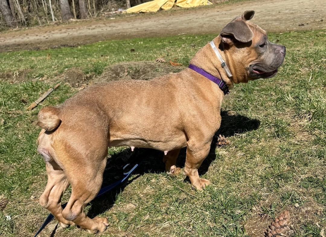 Sky, an adoptable French Bulldog, Pit Bull Terrier in Vassalboro, ME, 04989 | Photo Image 2