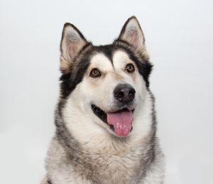 Hey there Im Skya a 4-year-old Alaskan Malamute with a heart as big as my fluffy coat Being here
