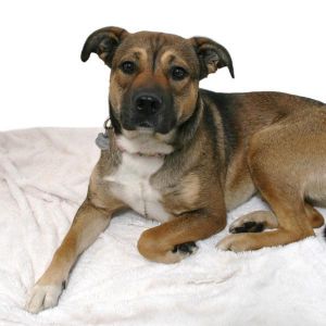 Hey there Im Leila a one-year-old mix of Cattle Dog and Lab packed with energy and loyalty Meet