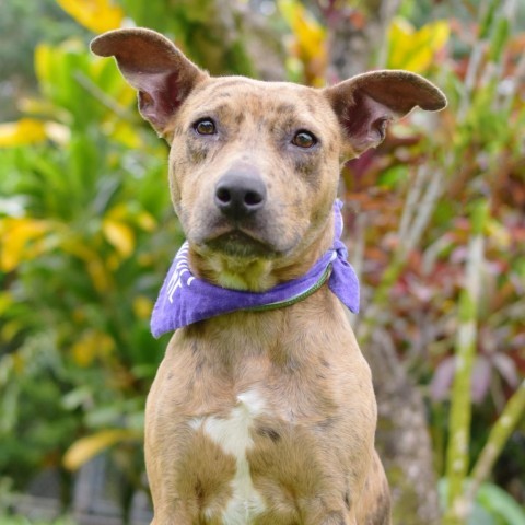 Cookie, an adoptable Mixed Breed in Kailua Kona, HI, 96740 | Photo Image 1