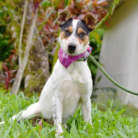 Lucy, an adoptable Mixed Breed in Kailua Kona, HI, 96740 | Photo Image 1