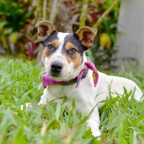 Lucy, an adoptable Mixed Breed in Kailua Kona, HI, 96740 | Photo Image 2