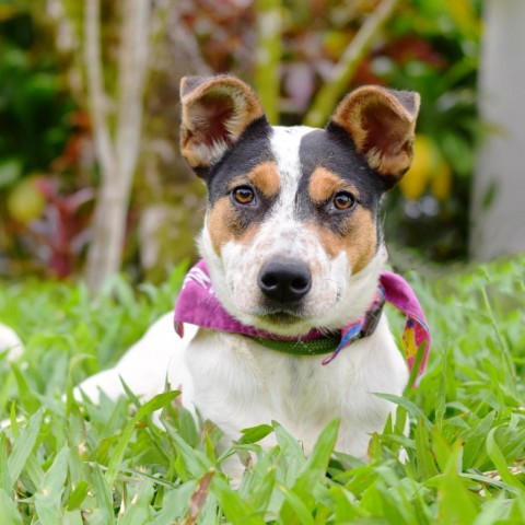 Lucy, an adoptable Mixed Breed in Kailua Kona, HI, 96740 | Photo Image 3