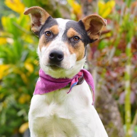 Lucy, an adoptable Mixed Breed in Kailua Kona, HI, 96740 | Photo Image 4