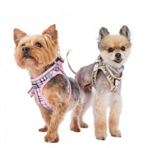 Penny 11783 Yorkshire Terrier Dog