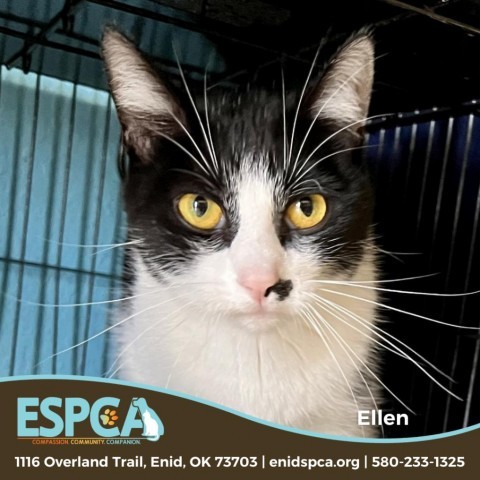 Ellen Degeneres, an adoptable Domestic Short Hair in Enid, OK, 73703 | Photo Image 5