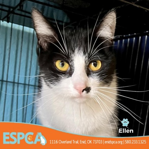 Ellen Degeneres, an adoptable Domestic Short Hair in Enid, OK, 73703 | Photo Image 6