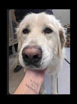 Sheba, an adoptable Great Pyrenees in Bountiful, UT, 84010 | Photo Image 1