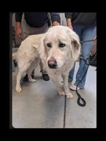 Sheba, an adoptable Great Pyrenees in Bountiful, UT, 84010 | Photo Image 2