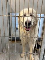 Sheba, an adoptable Great Pyrenees in Bountiful, UT, 84010 | Photo Image 3