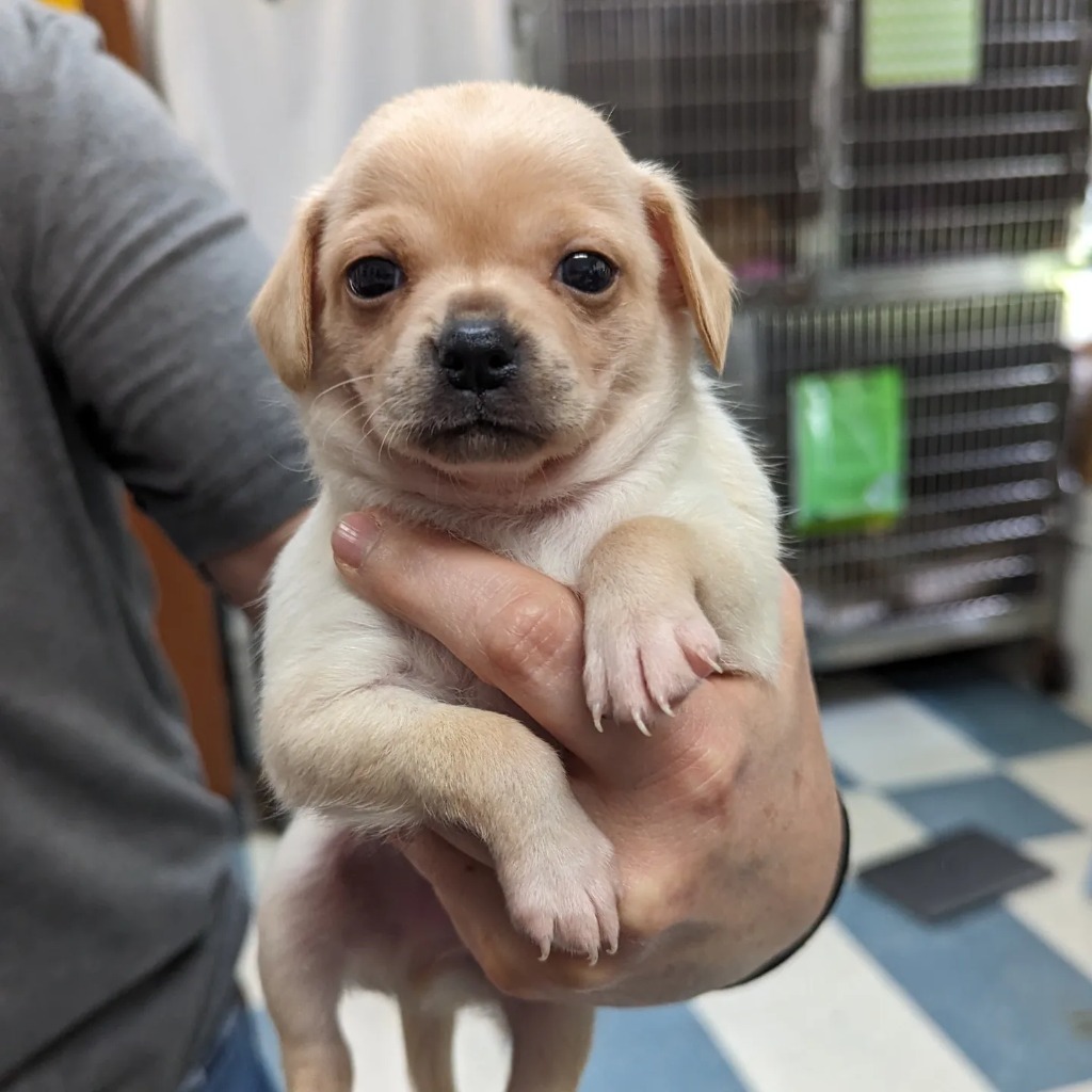 Lynette's pup Porter