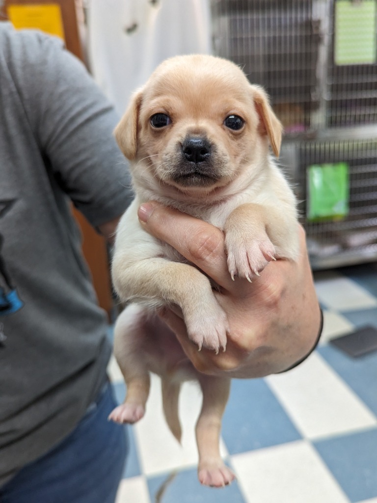 Lynette's pup Porter