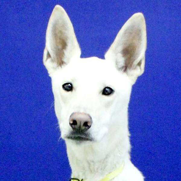 Daisy Pearl, an adoptable Labrador Retriever, Shepherd in Fort Davis, TX, 79734 | Photo Image 1