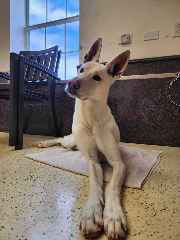 Daisy Pearl, an adoptable Labrador Retriever, Shepherd in Fort Davis, TX, 79734 | Photo Image 2