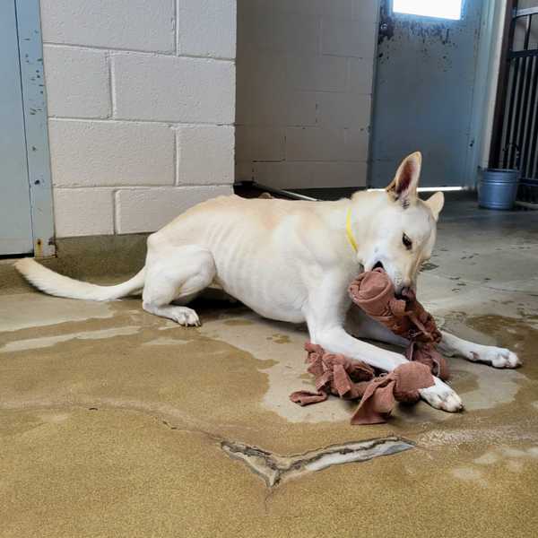 Daisy Pearl, an adoptable Labrador Retriever, Shepherd in Fort Davis, TX, 79734 | Photo Image 3