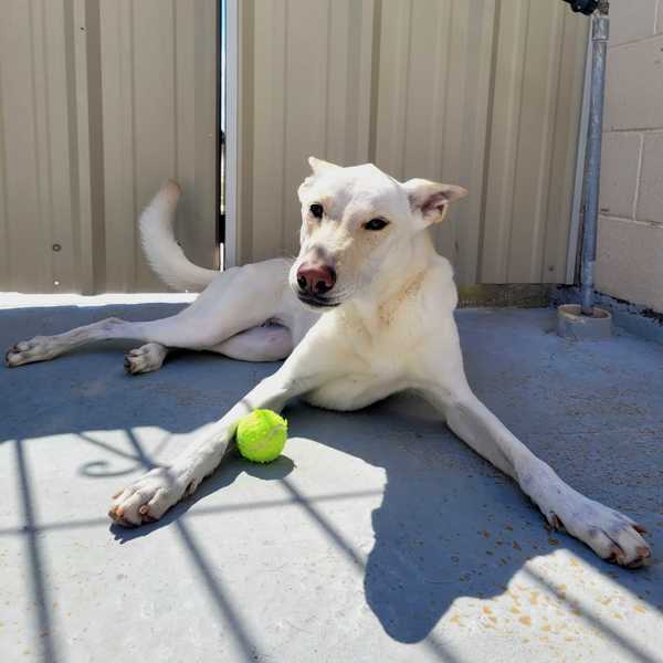 Daisy Pearl, an adoptable Labrador Retriever, Shepherd in Fort Davis, TX, 79734 | Photo Image 5