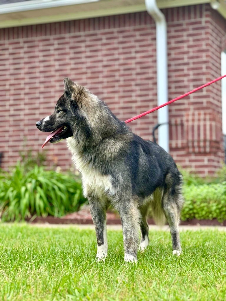 Helios, an adoptable Husky, Samoyed in Princeton, MA, 01541 | Photo Image 4