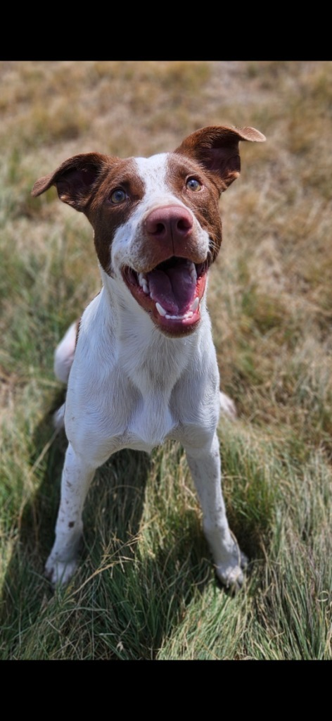 Rodd, an adoptable Mixed Breed in Pratt, KS, 67124 | Photo Image 1