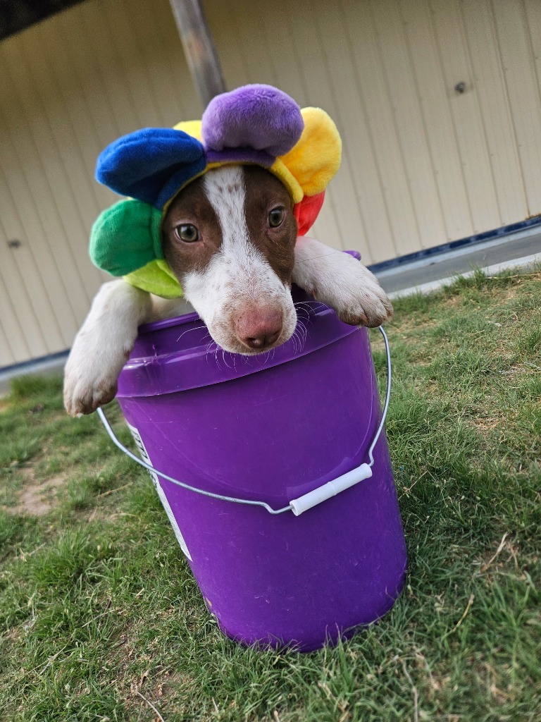 Rodd, an adoptable Mixed Breed in Pratt, KS, 67124 | Photo Image 2