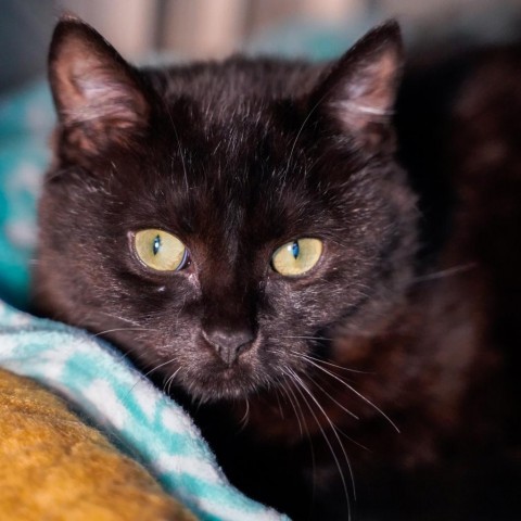 Not Betty, Now Berry, an adoptable Domestic Short Hair in Thomaston, ME, 04861 | Photo Image 1