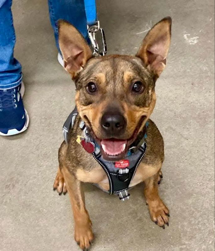Ranger *Adopt*