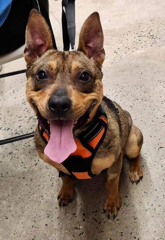 Ranger *Adopt*