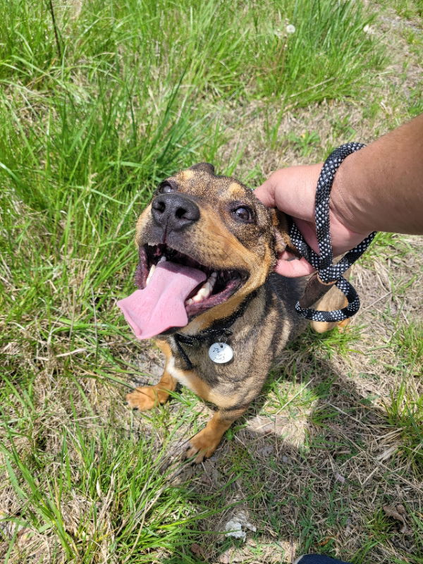 Ranger *Adopt*