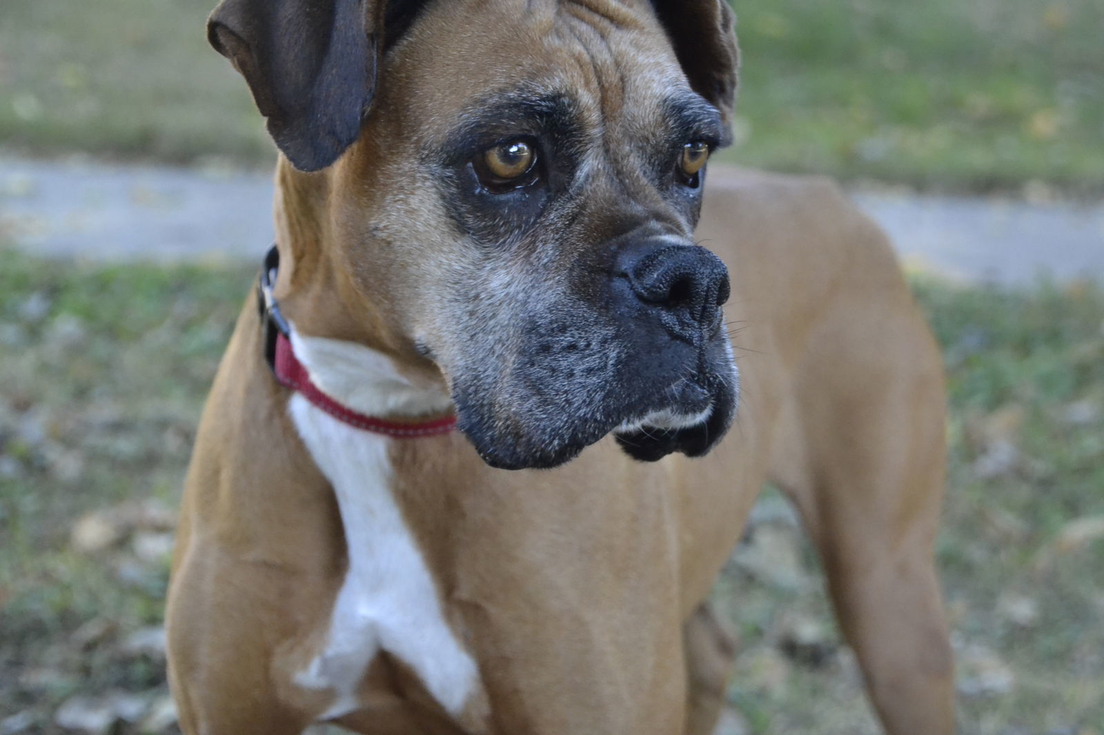 Dolly, an adoptable Boxer in Woodbury, MN, 55125 | Photo Image 1