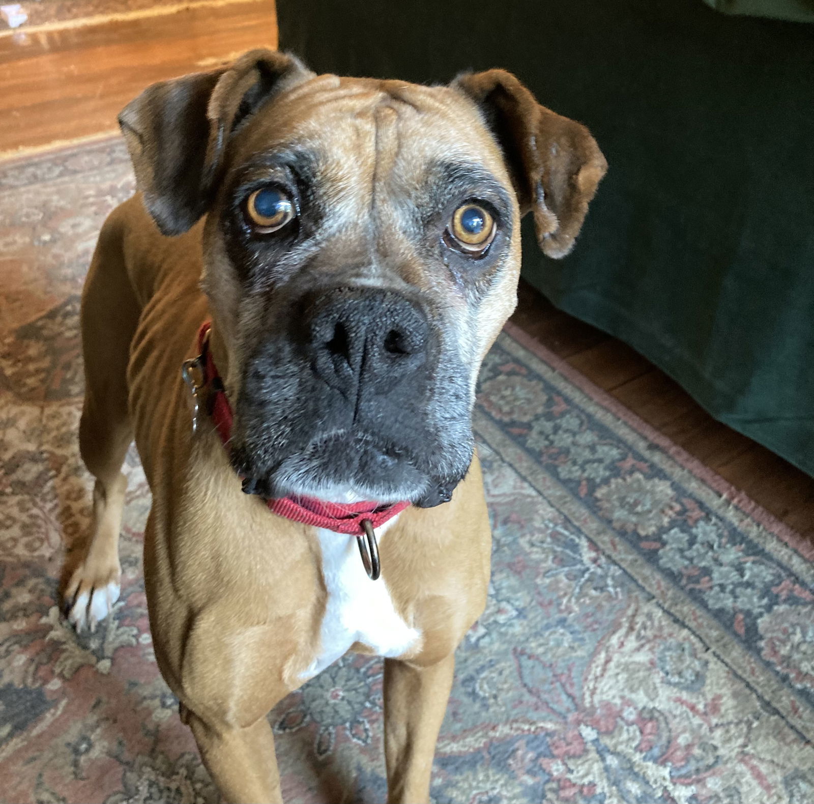 Dolly, an adoptable Boxer in Woodbury, MN, 55125 | Photo Image 2