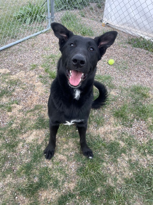 Clark, an adoptable Mixed Breed in Great Falls, MT, 59405 | Photo Image 2