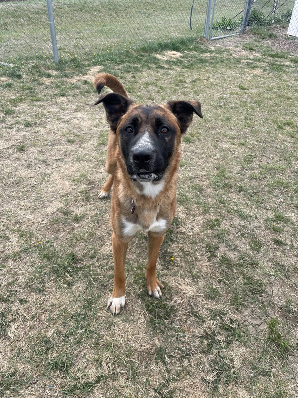 Karl, an adoptable Mixed Breed in Great Falls, MT, 59405 | Photo Image 2