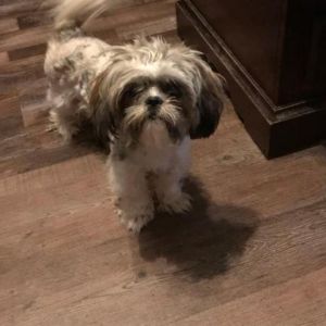 Abigail is a 3 yr old Shih Tzu Weighs about 10 lbs shy at first but warms up quickly Super