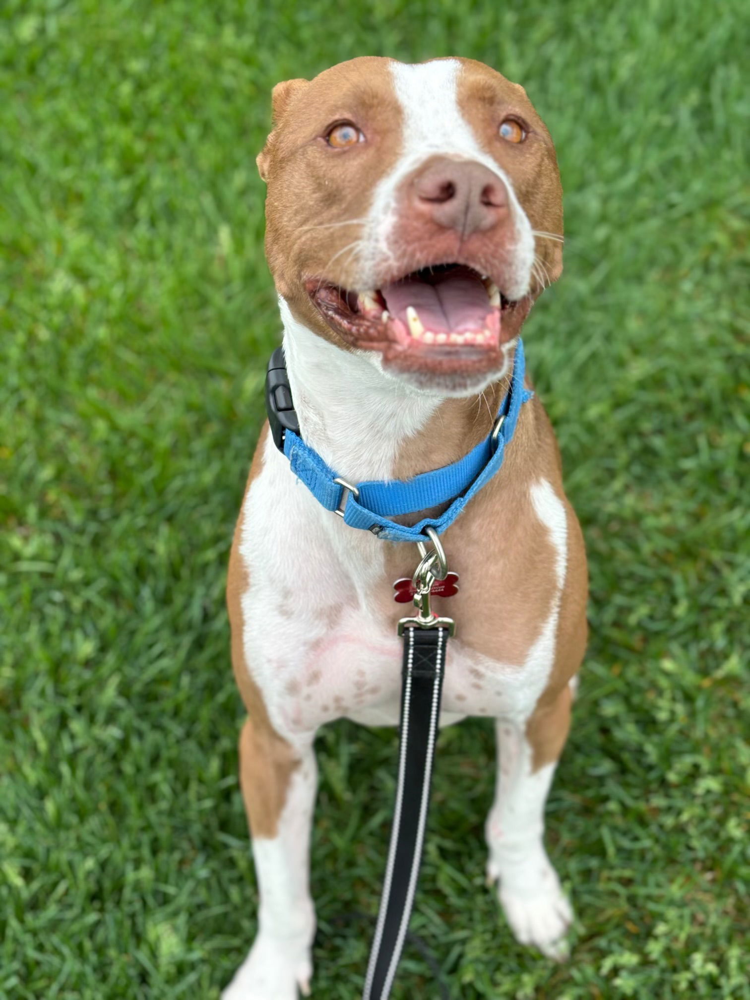 Eros, an adoptable Pit Bull Terrier in Cedar Rapids, IA, 52405 | Photo Image 1