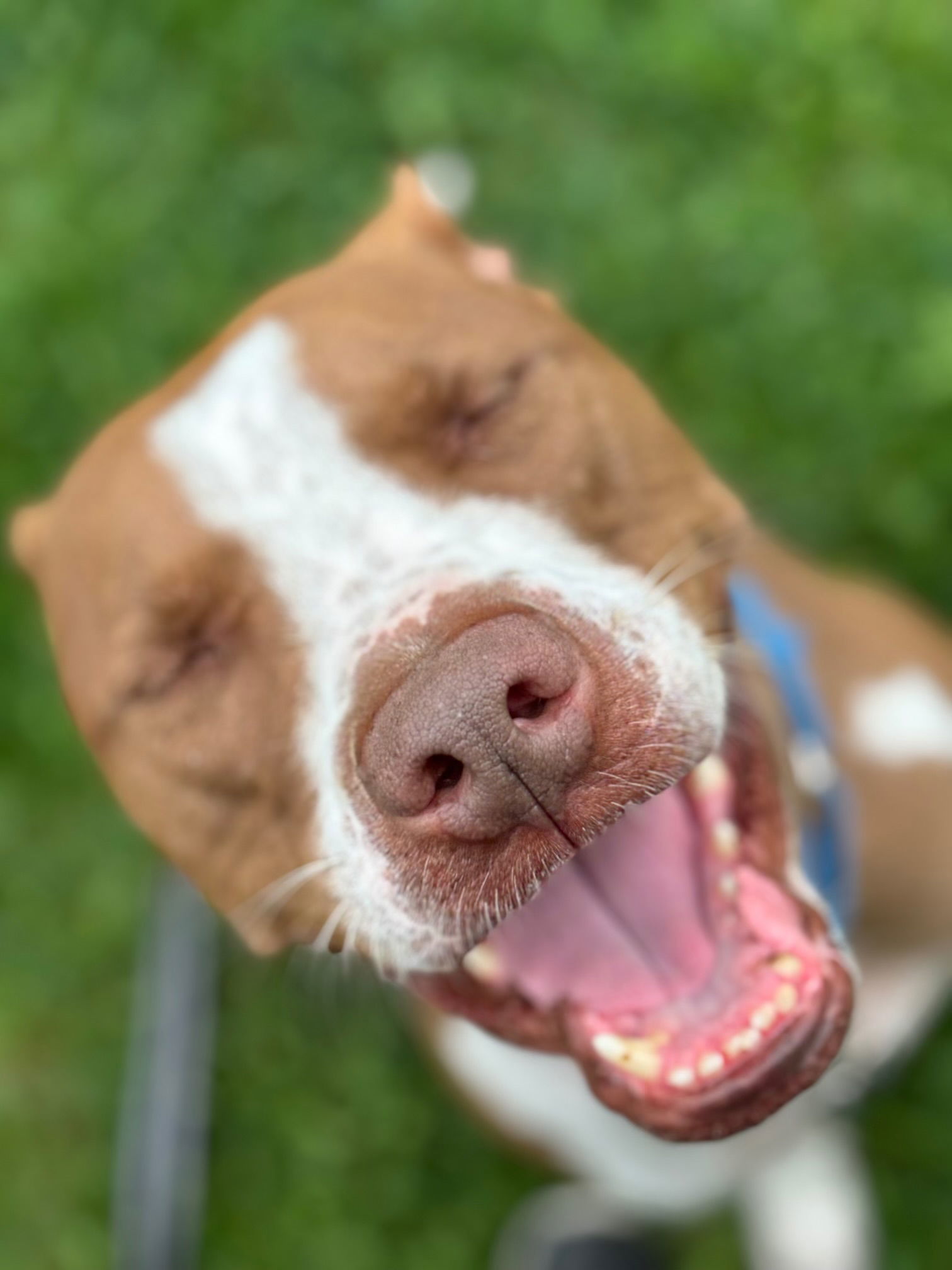 Eros, an adoptable Pit Bull Terrier in Cedar Rapids, IA, 52405 | Photo Image 2